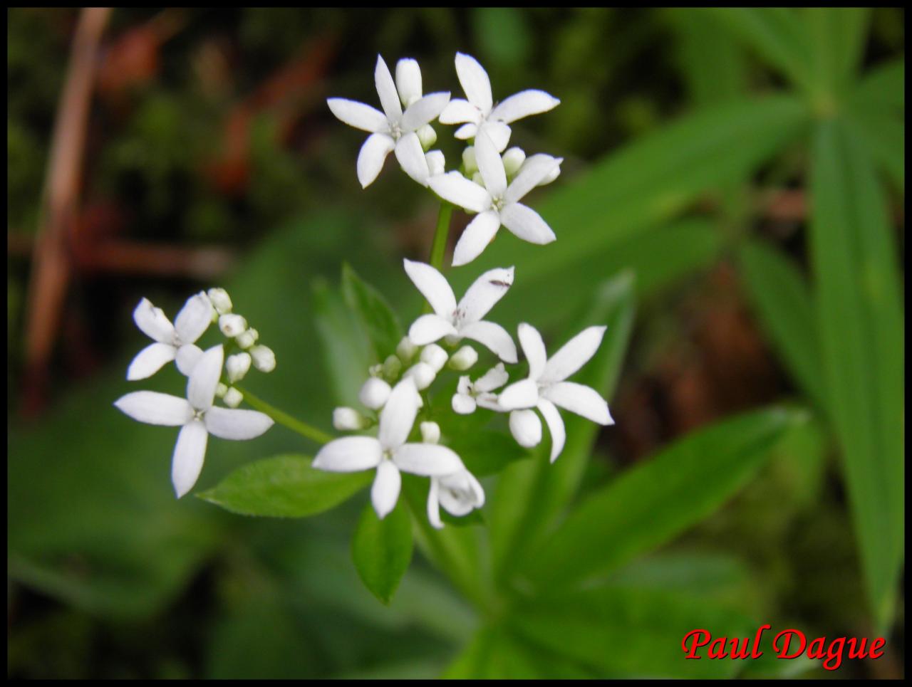 gaillet odorant-galium odoratum-rubiacée