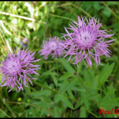 fleurs rouges en capitule