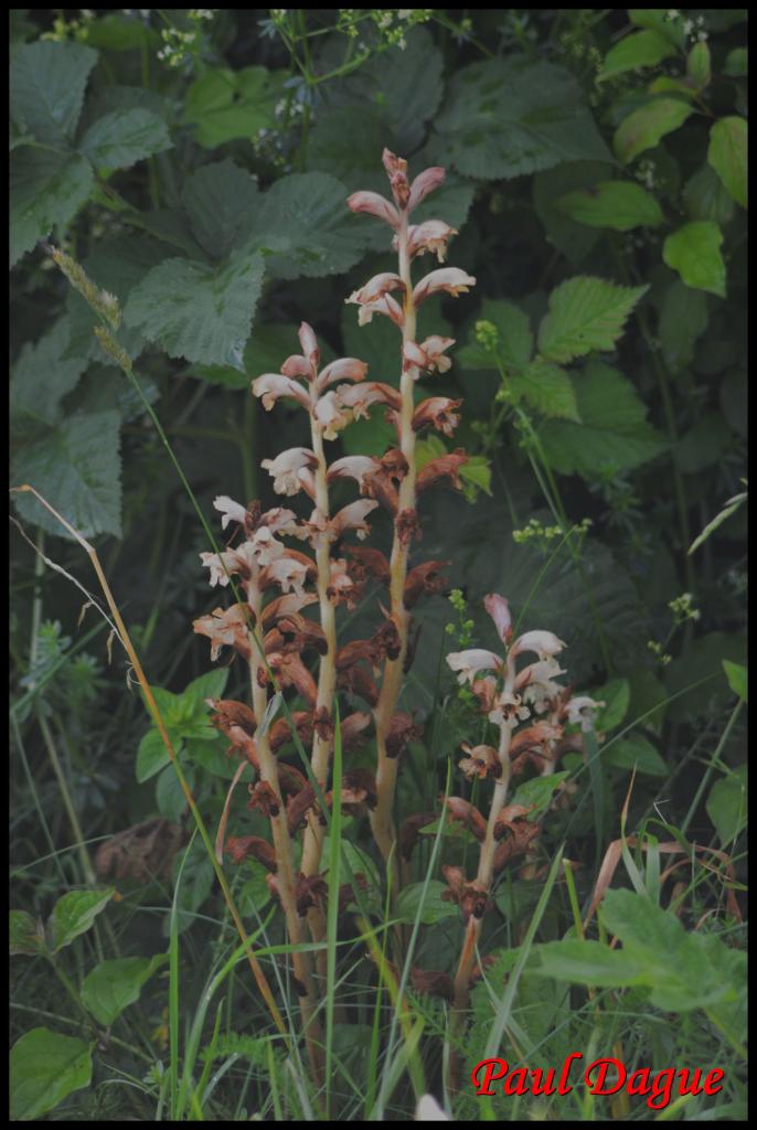 orobanche du gaillet-orobanche caryophyllacea-orobanchacée