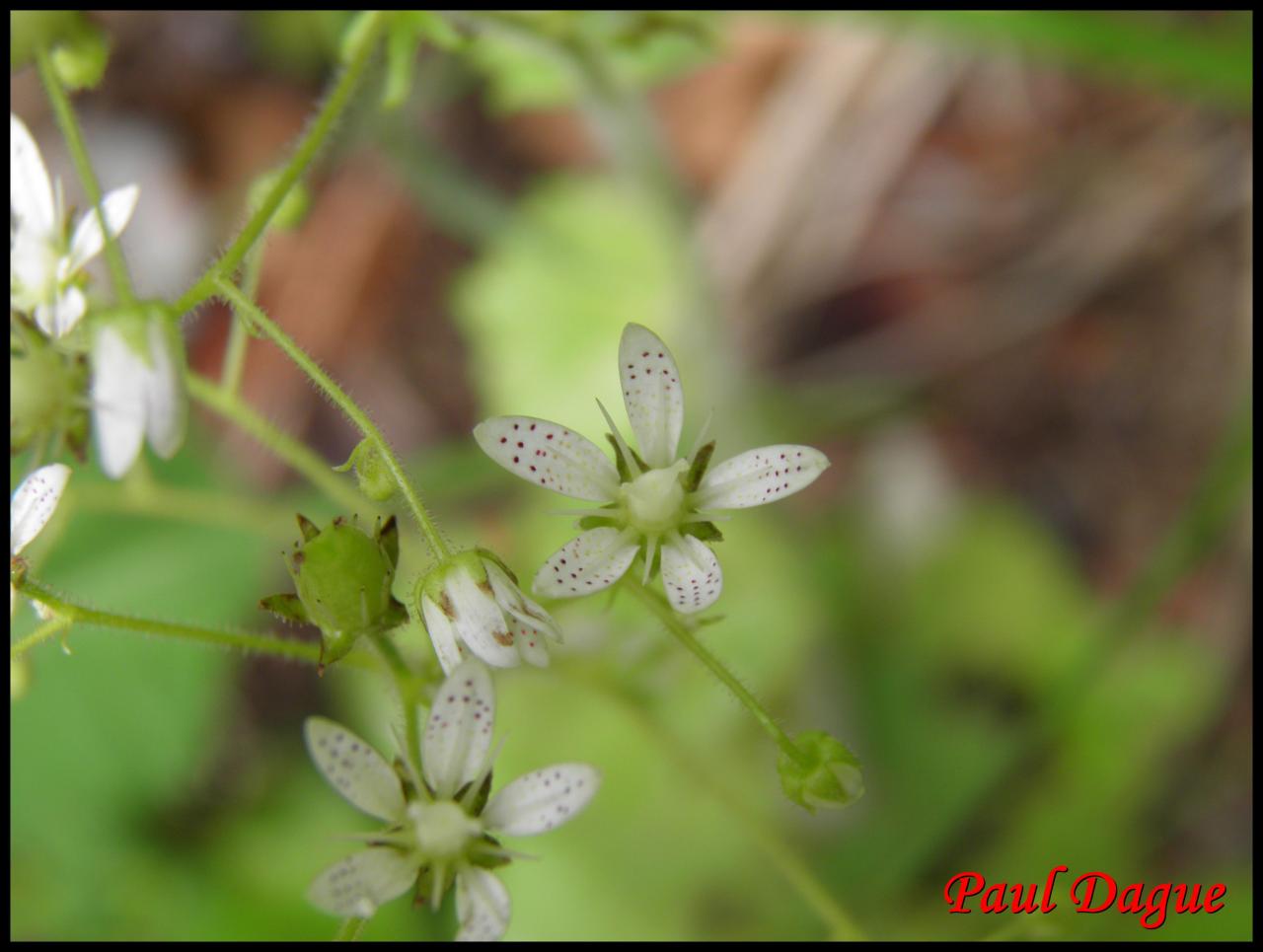 saxifrage à feuilles rondes-saxifraga rotundifolia-saxifragacée