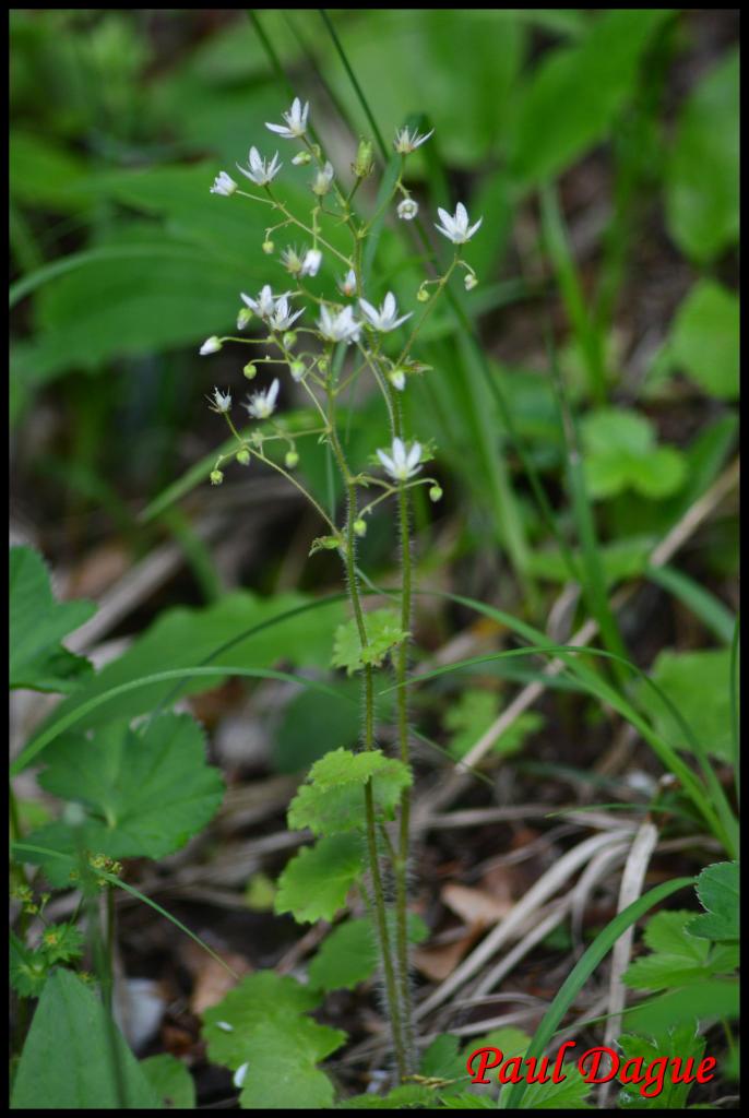 saxifrage à feuilles rondes-saxifraga rotundifolia-saxifragacée