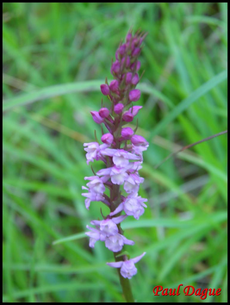 gymnadène odorante-gymnadenia odoratissima-orchidacée