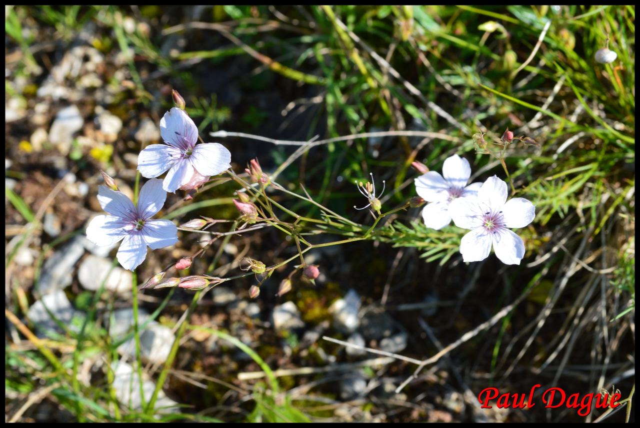 lin à feuilles menues-linum tenuifolium-linacée