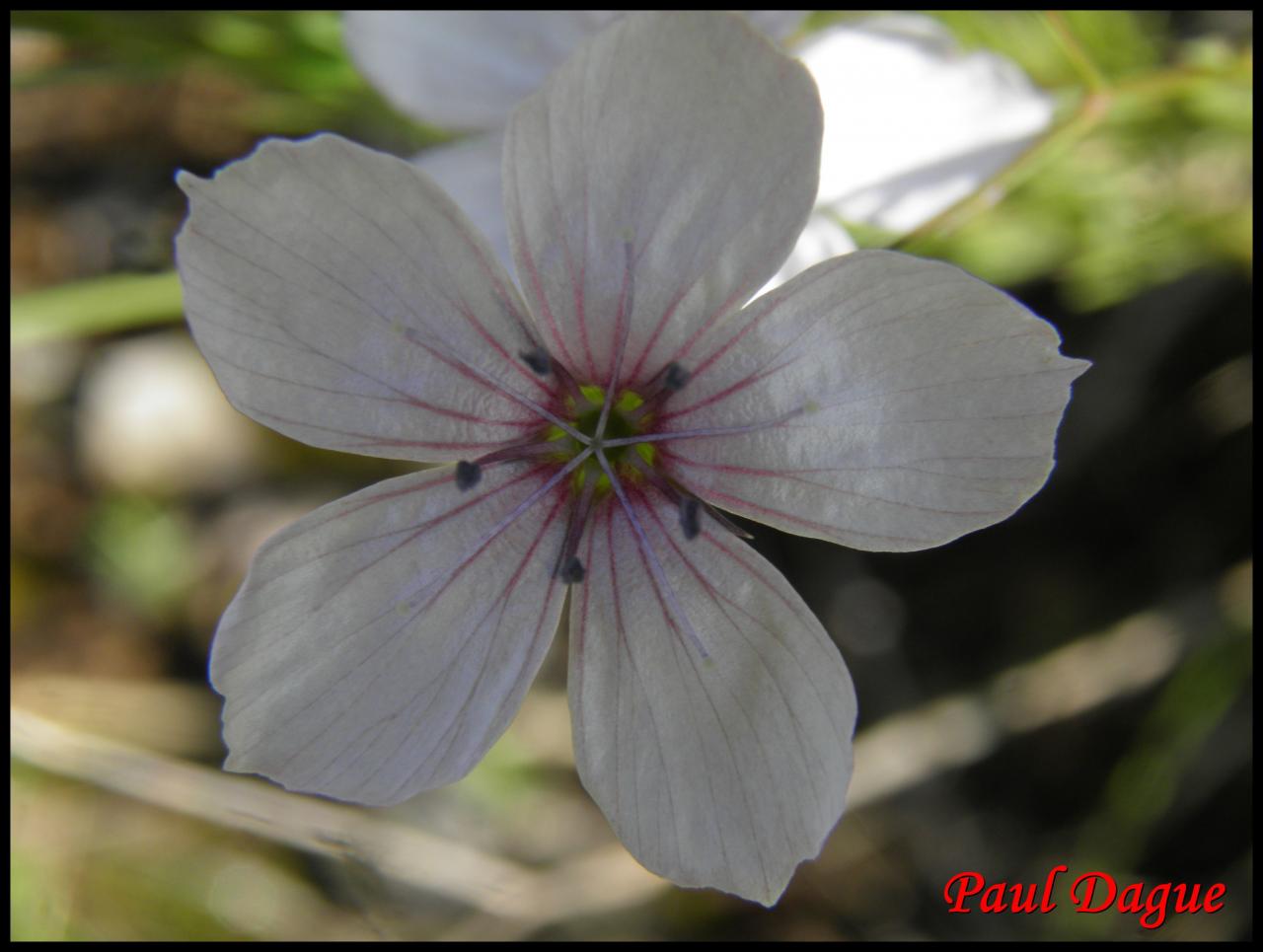 lin à feuilles menues-linum tenuifolium-linacée