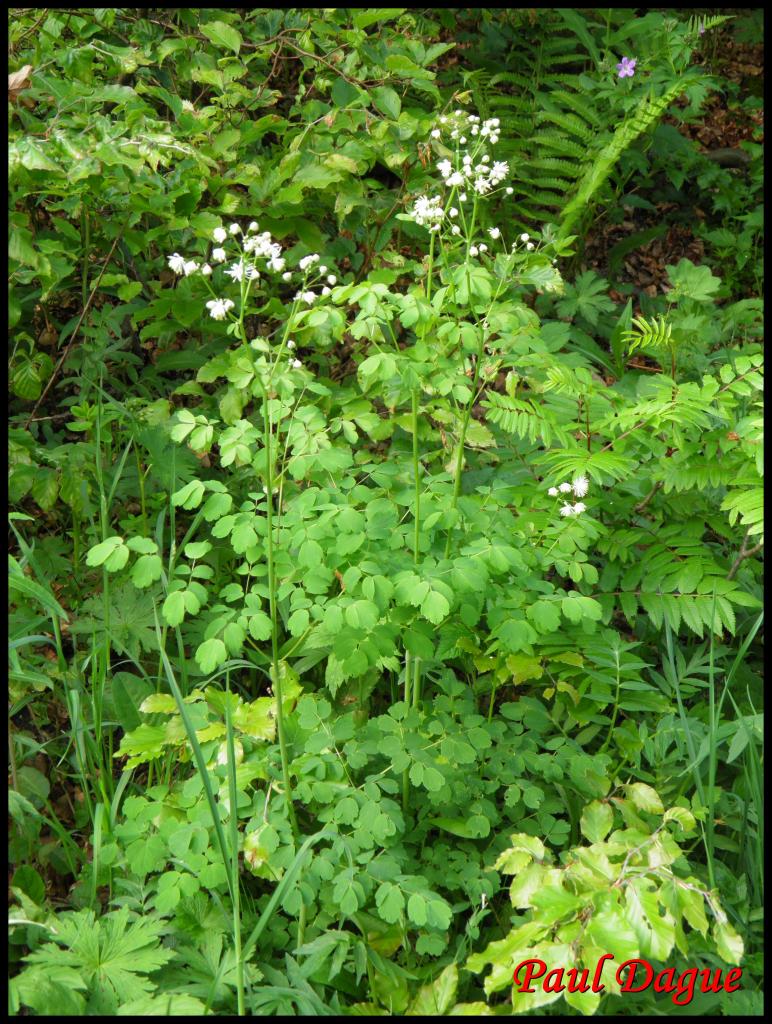 pigamon à feuilles d'ancolie-thalicrum aquilegiifolium-ranunculacée