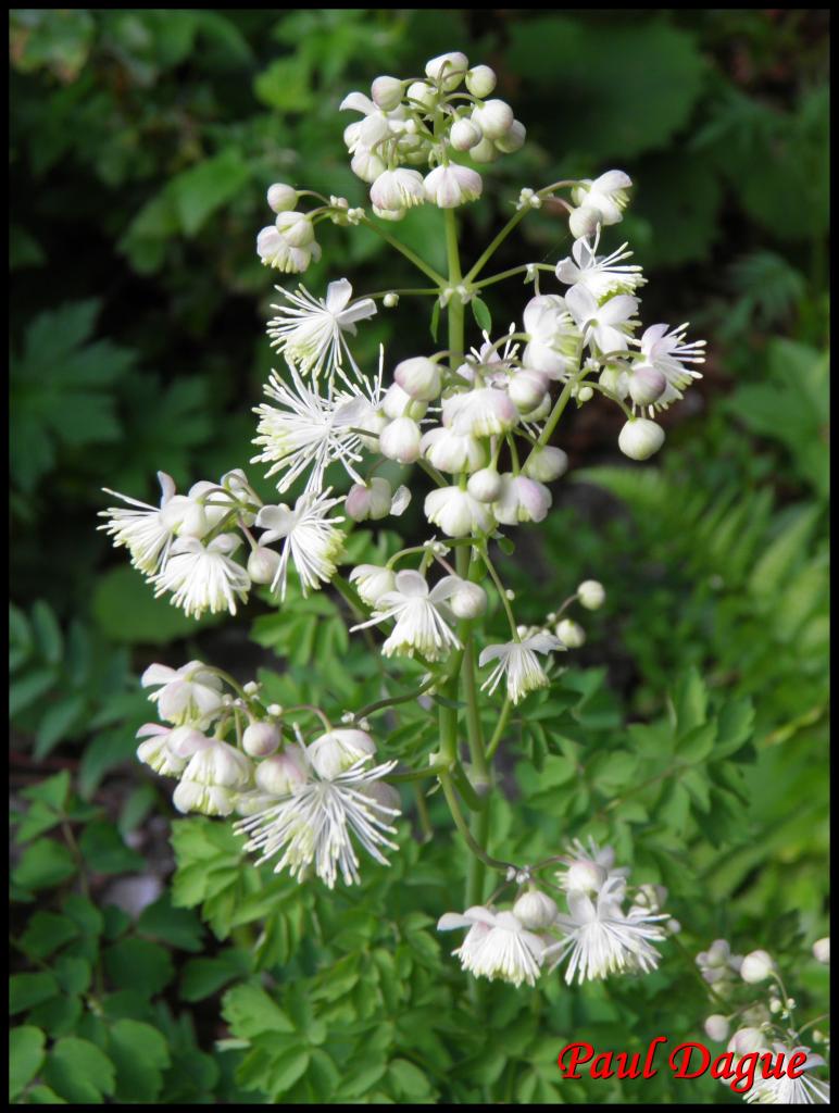 pigamon à feuilles d'ancolie-thalicrum aquilegiifolium-ranunculacée