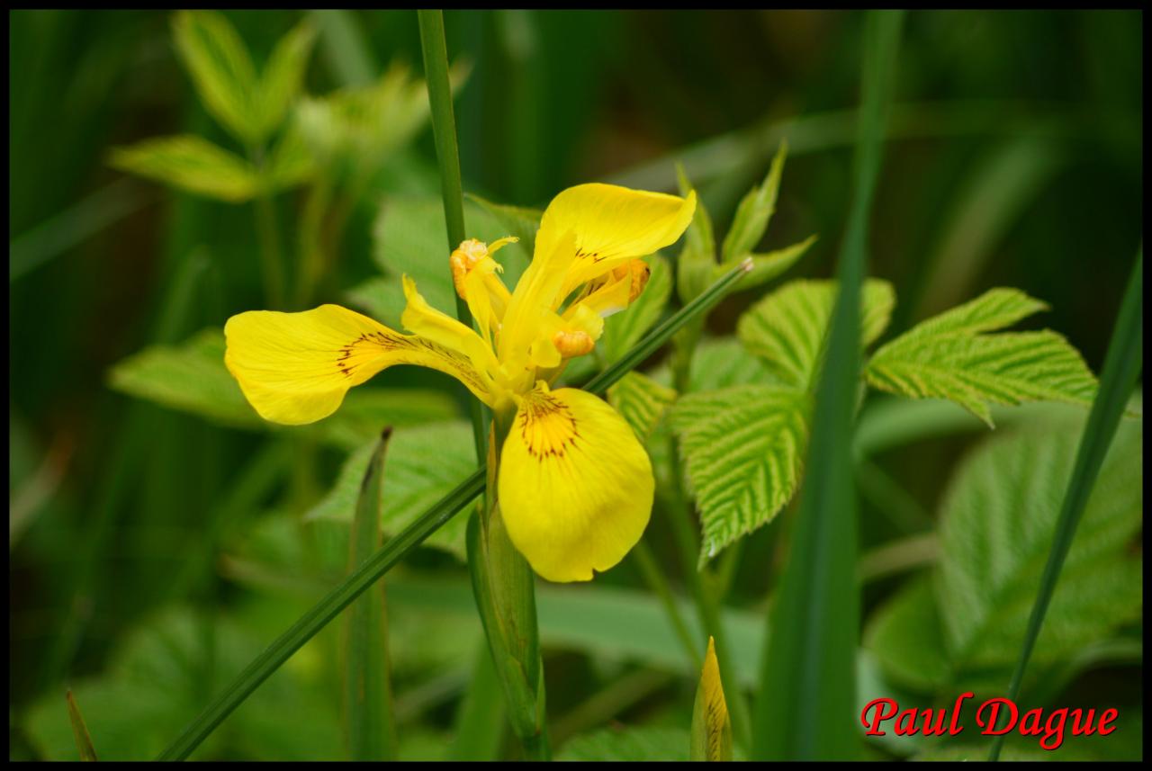 iris jaune-iris pseudacorus-iridacée