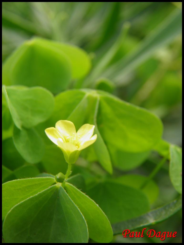 oxalis corniculé-oxalis corniculata-oxalidacée