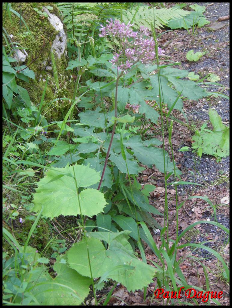 adénostyle à feuilles d'alliaire-adenostyles alliariae-astéracée