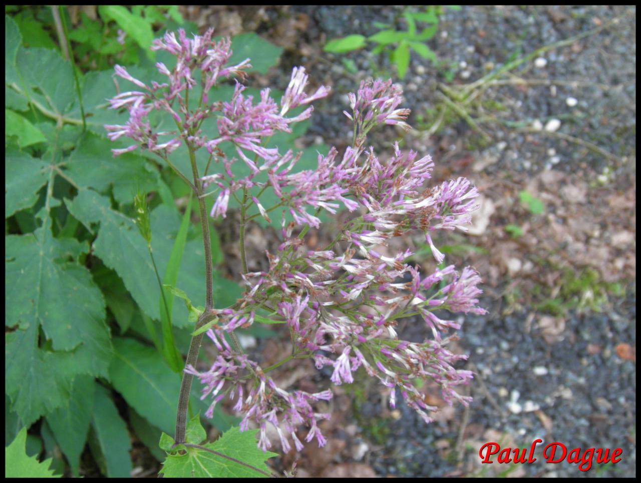 adénostyle à feuilles d'alliaire-adenostyles alliariae-astéracée