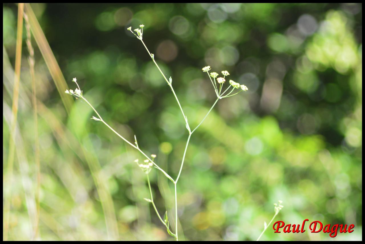 buplèvre en faux-bupleurum falcatum-apiacée