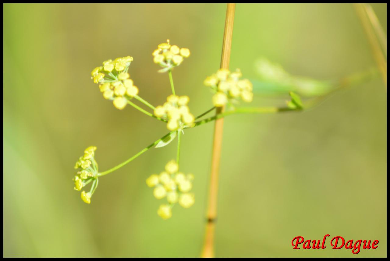 buplèvre en faux-bupleurum falcatum-apiacée