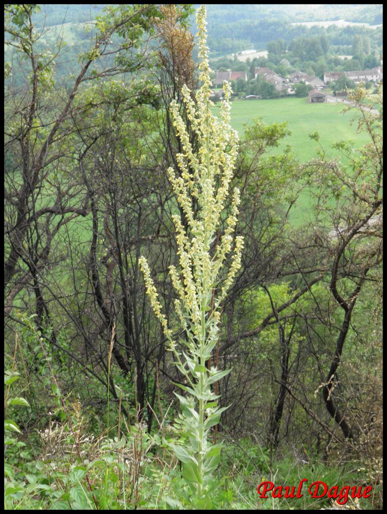 molène lychnite-verbascum lichnitis-scrophulariacée