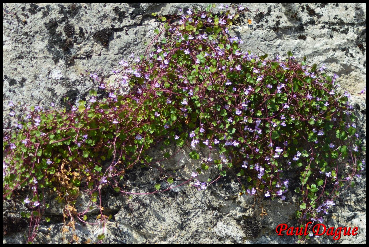 cymbalaire-cymbalaria muralis-scrophulariacée