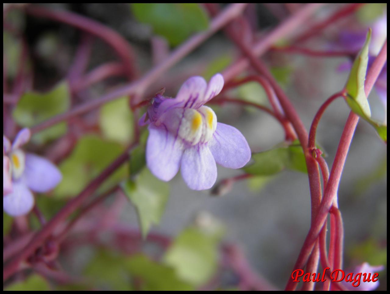 cymbalaire-cymbalaria muralis-scrophulariacée