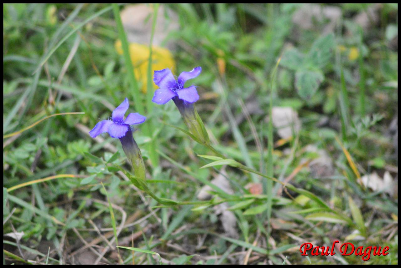 gentiane ciliée-gentianella ciliata-gentianacée