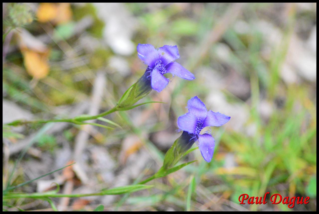 gentiane ciliée-gentianella ciliata-gentianacée