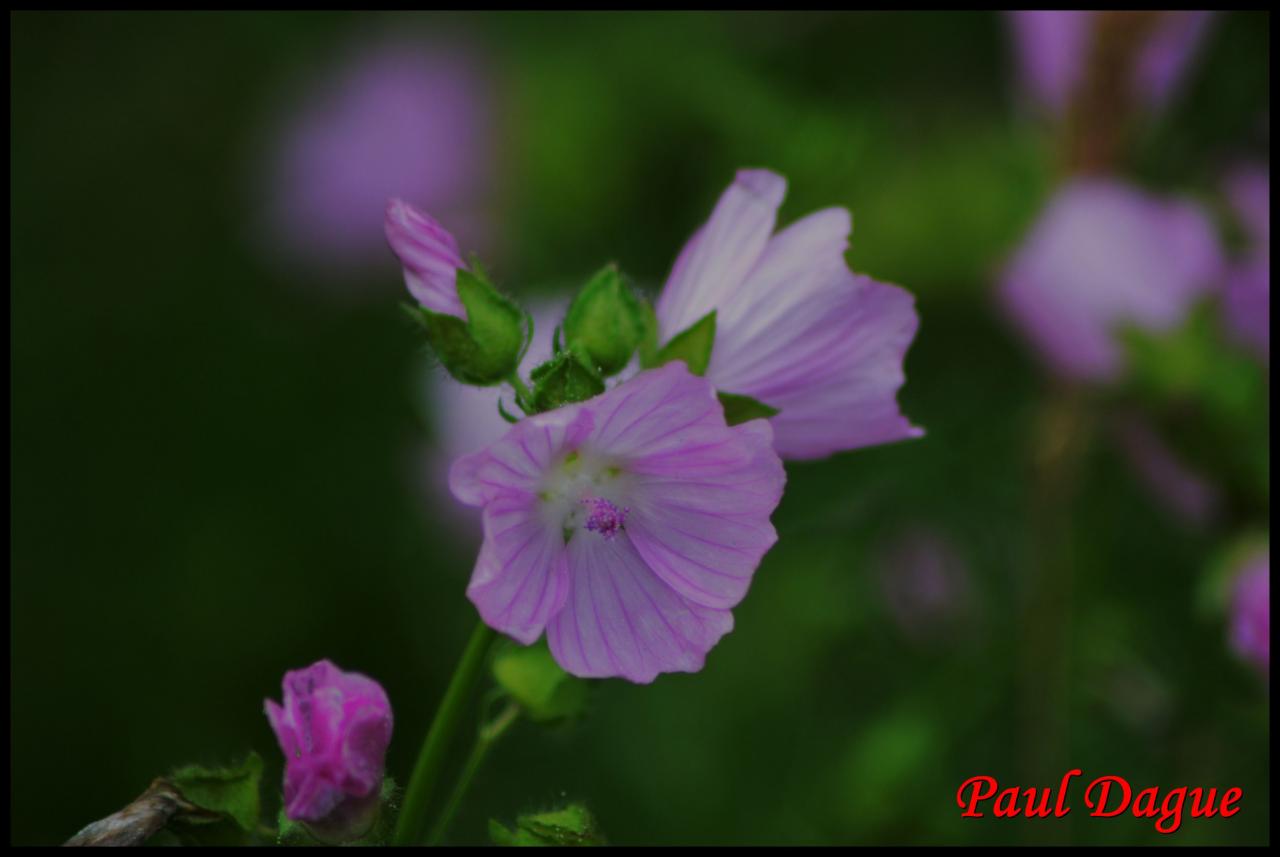 mauve musquée-malva moschata-malvacée