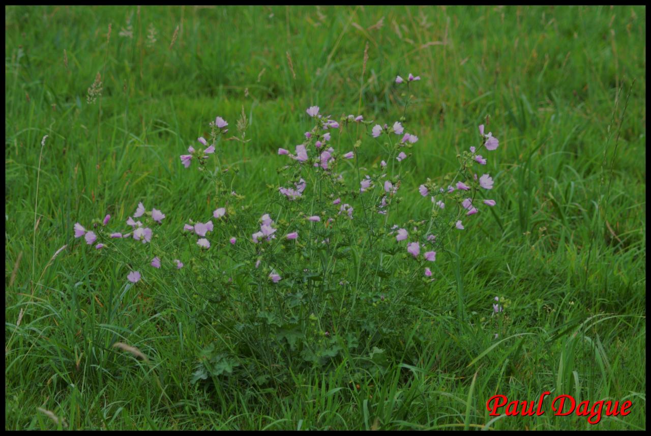 mauve musquée-malva moschata-malvacée