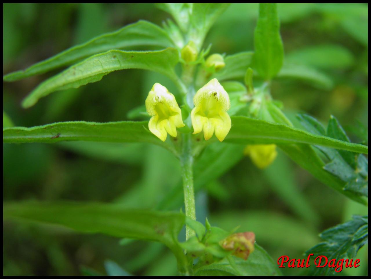 mélampyre des bois-melampyrum sylvaticum-scrophulariacée