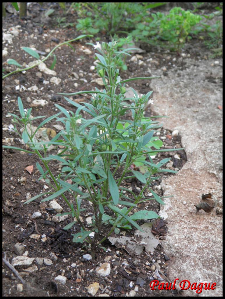 petite linaire-chaenorrhinum minus-scrophulariacée