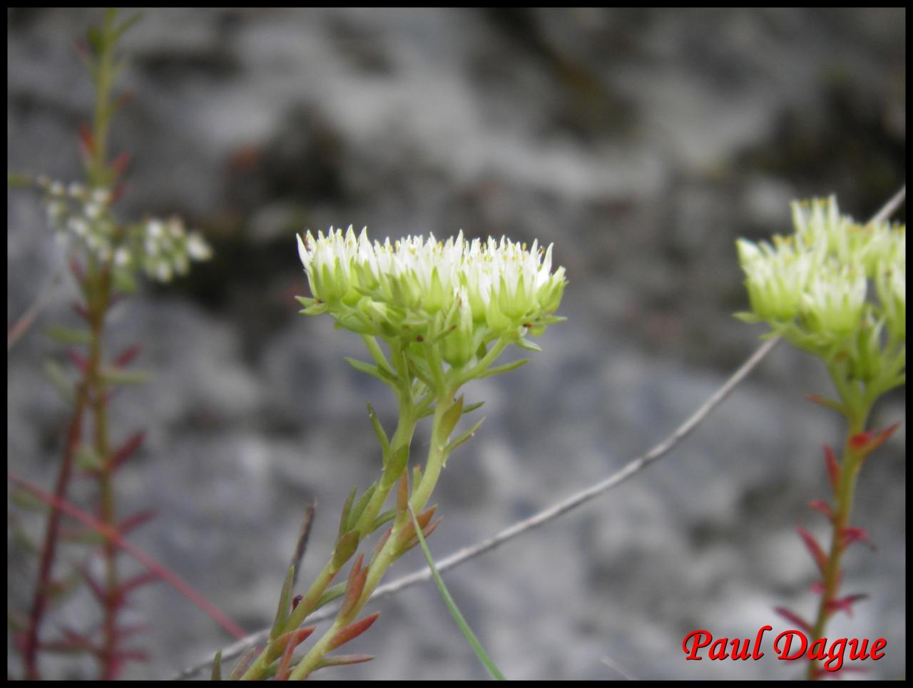 orpin des rocher-sedum rupestre -crassulacée