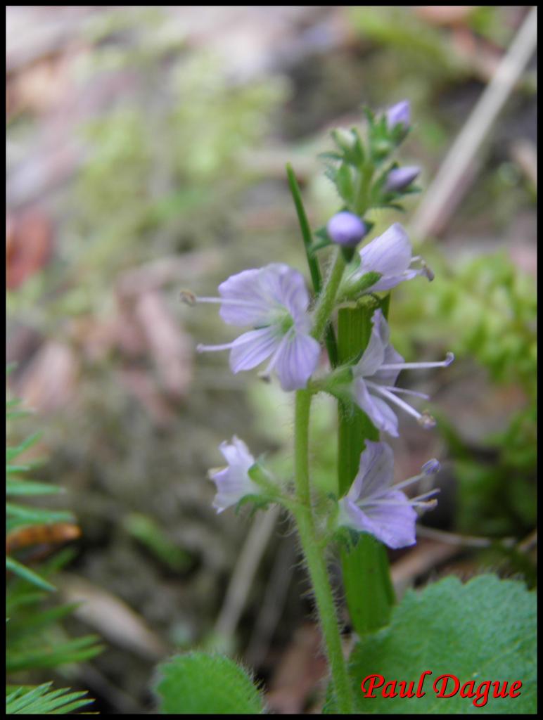 veronique officinale-veronica officinalis-scrophulariacée