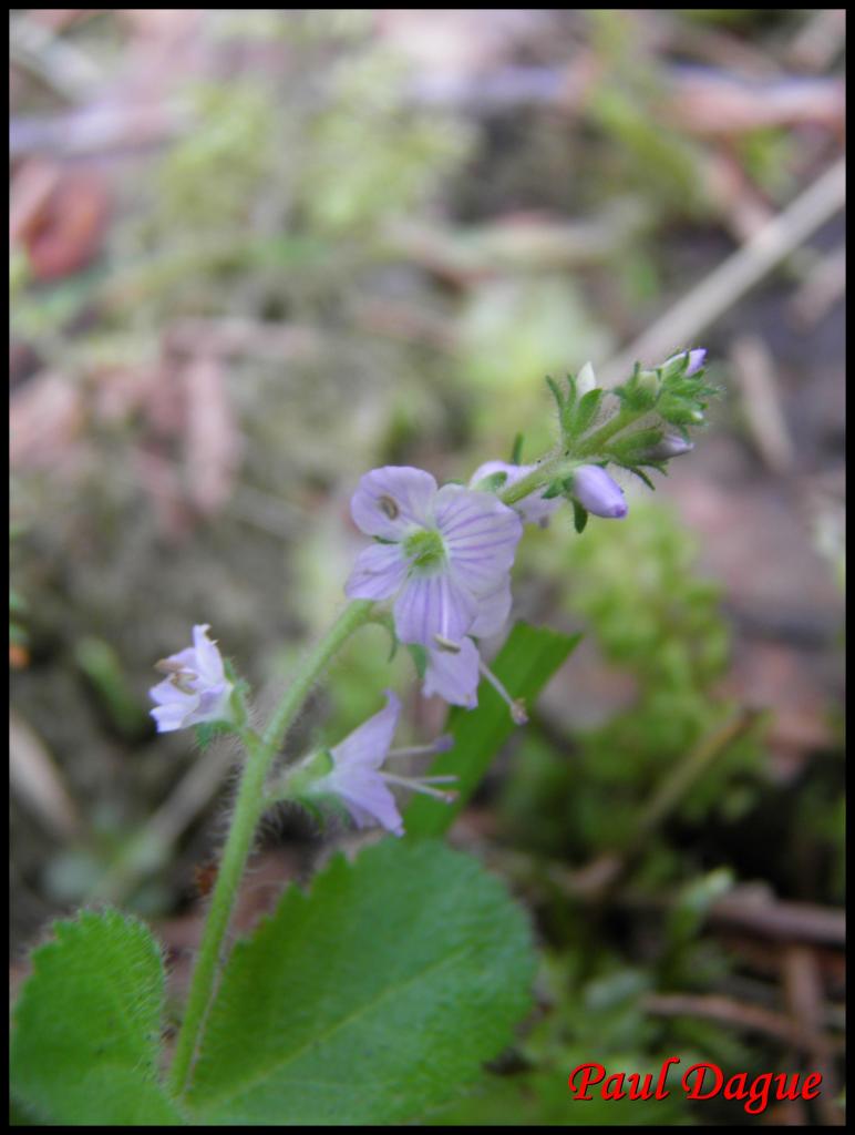 veronique officinale-veronica officinalis-scrophulariacée