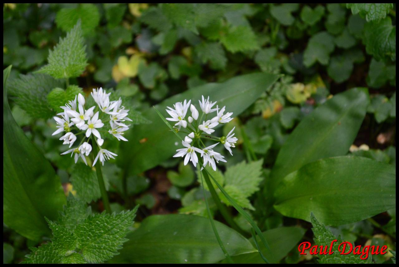 ail des ours-allium ursinum-alliacée