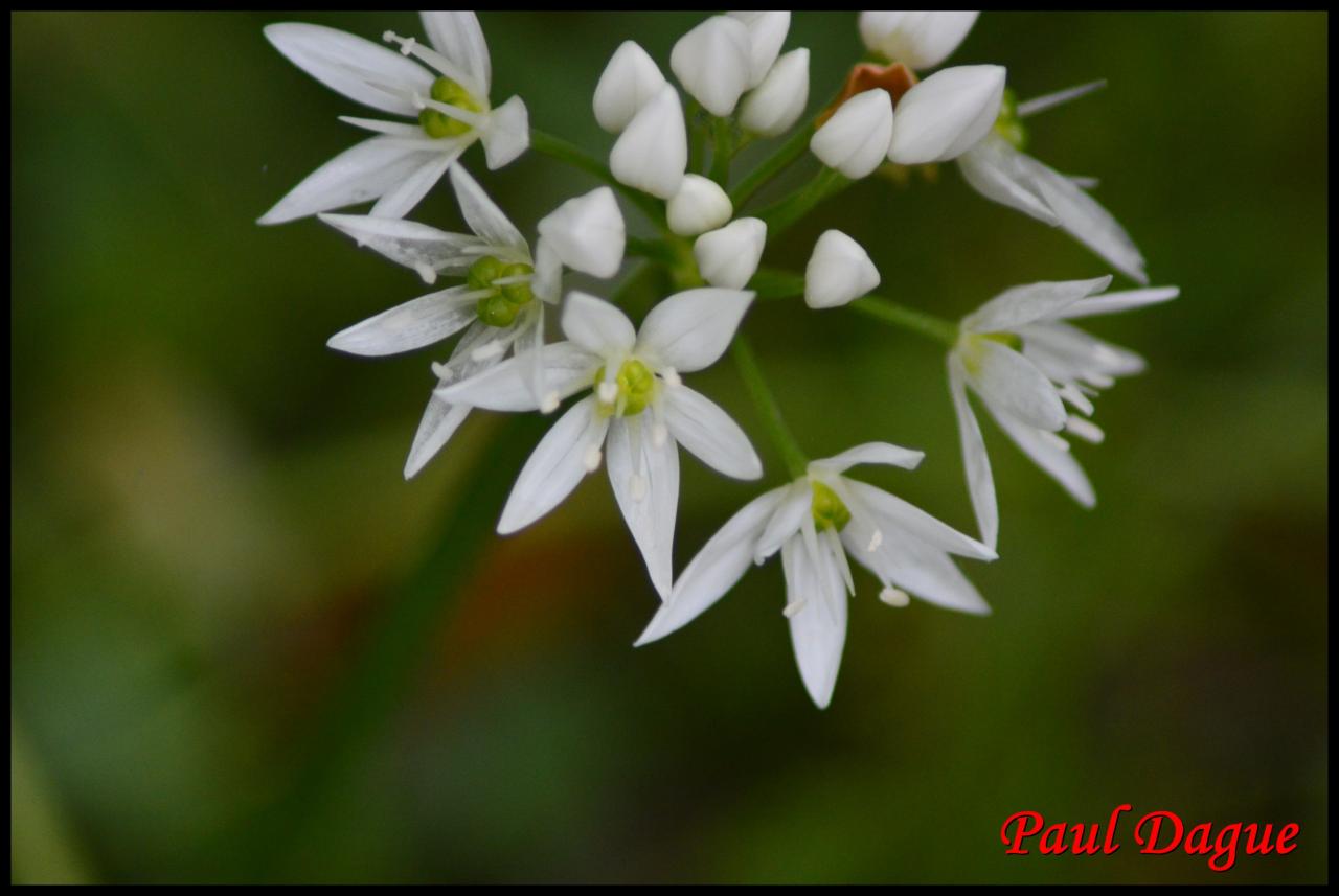 ail des ours-allium ursinum-alliacée