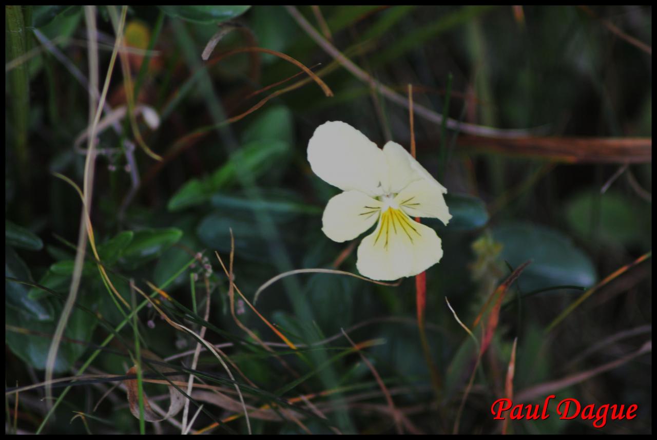 pensée tricolore-viola tricolor-violacée