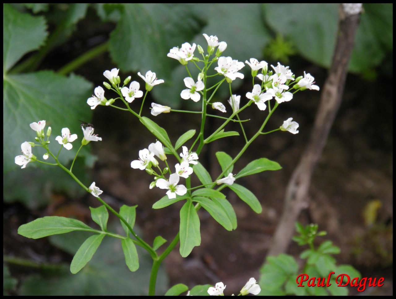 cardamine amère-cardamine amara-brassicacée