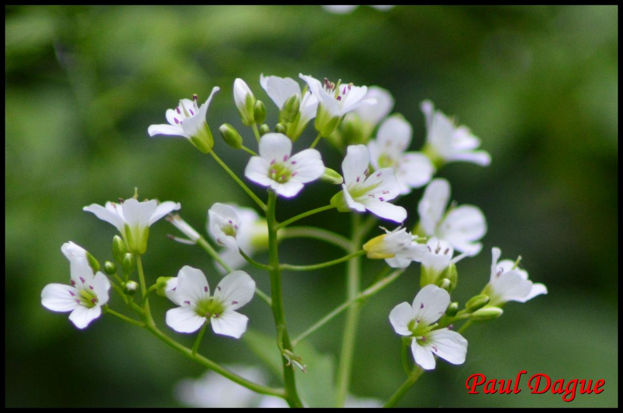 cardamine amère-cardamine amara-brassicacée