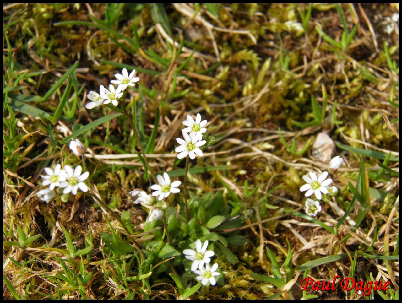 drave du printemps- erophila verna-brassicacée