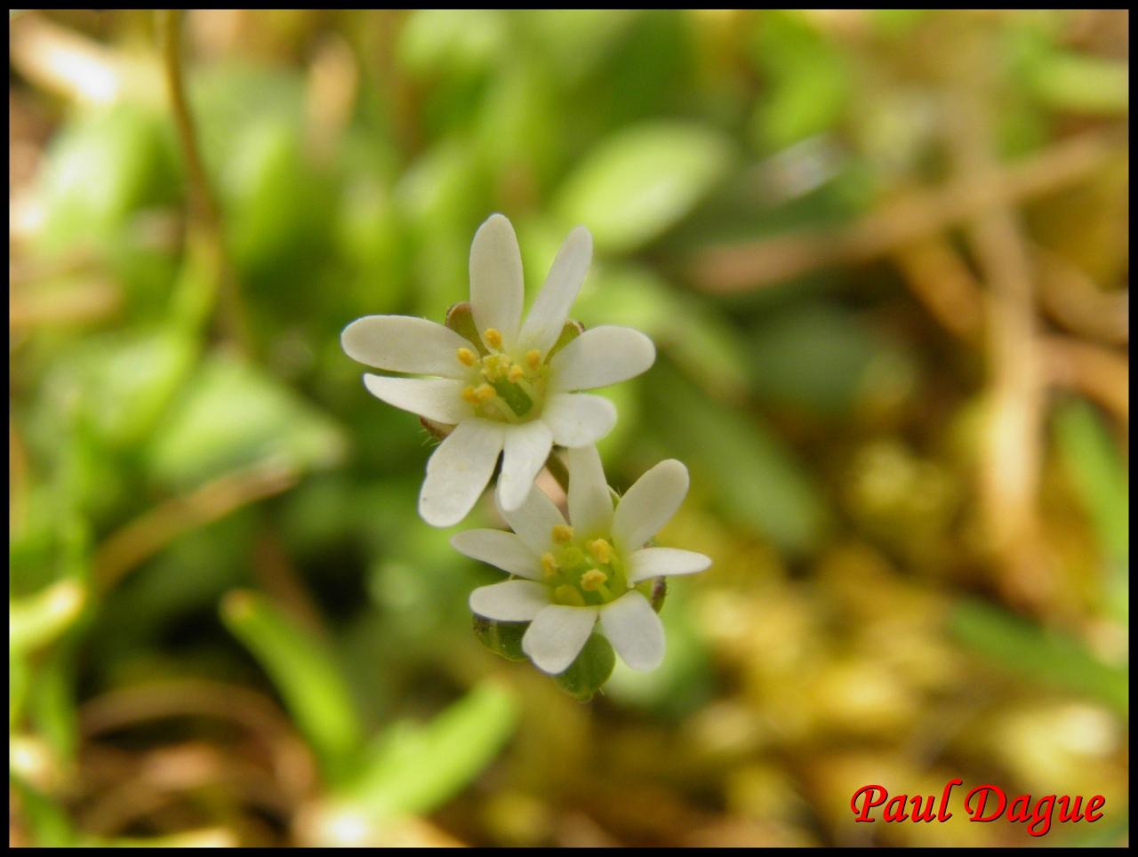 drave du printemps- erophila verna-brassicacée