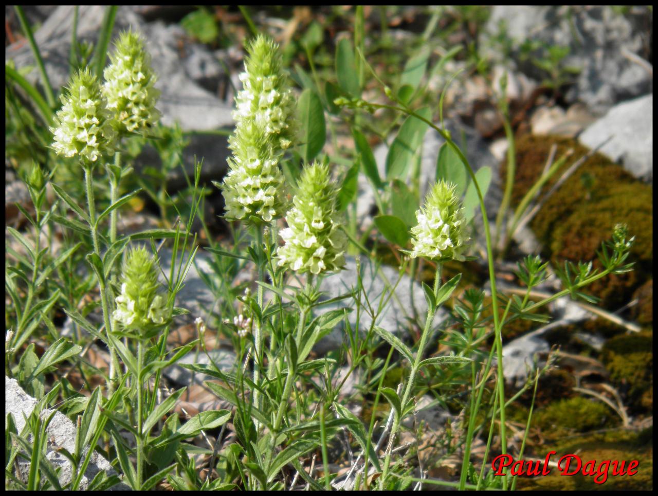 crapaudine à feuilles d'hysope-sideritis hyssopifolia-lamiacée