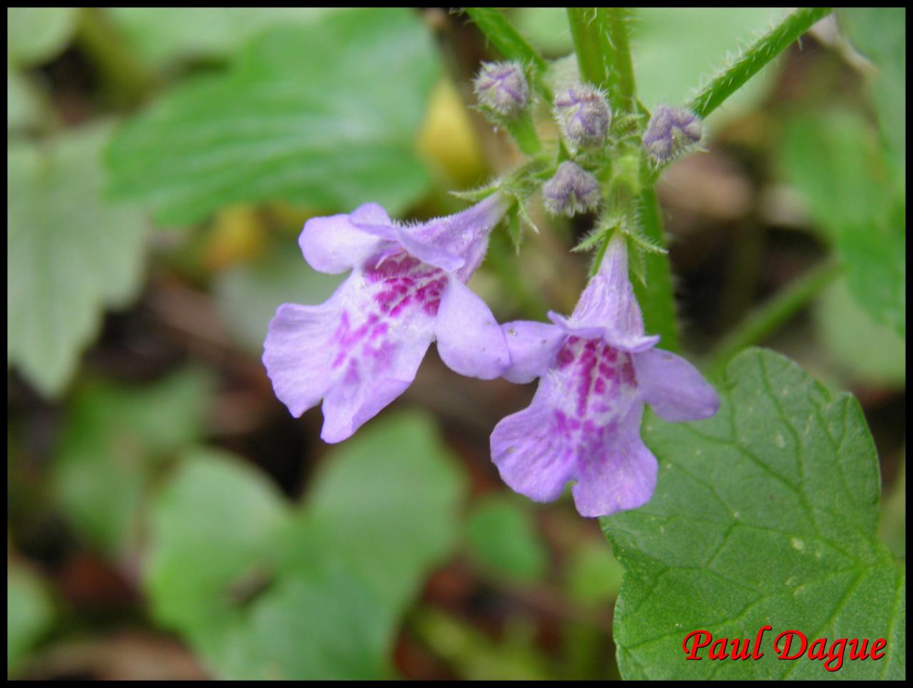 lierre terrestre-glechoma hederacea-lamiacée