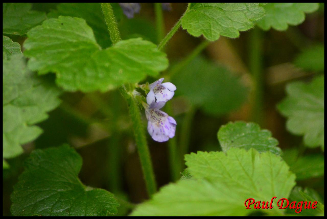 lierre terrestre-glechoma hederacea-lamiacée