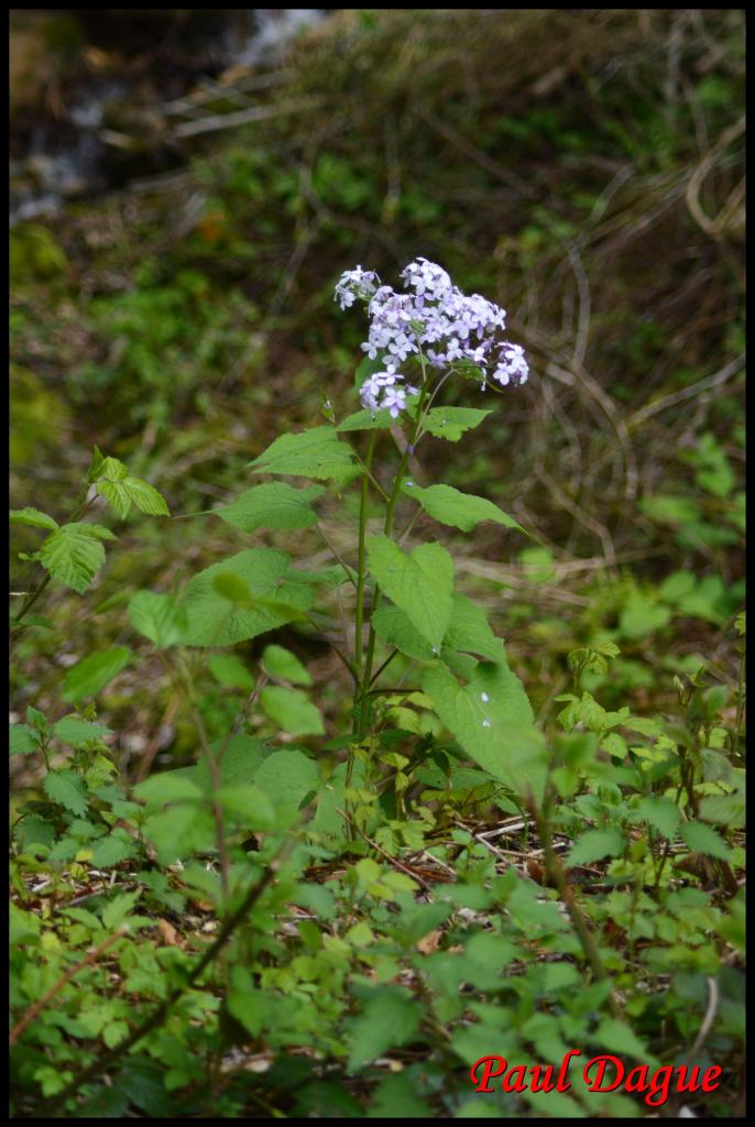 lunaire vivace-lunaria rediviva-brassicacée