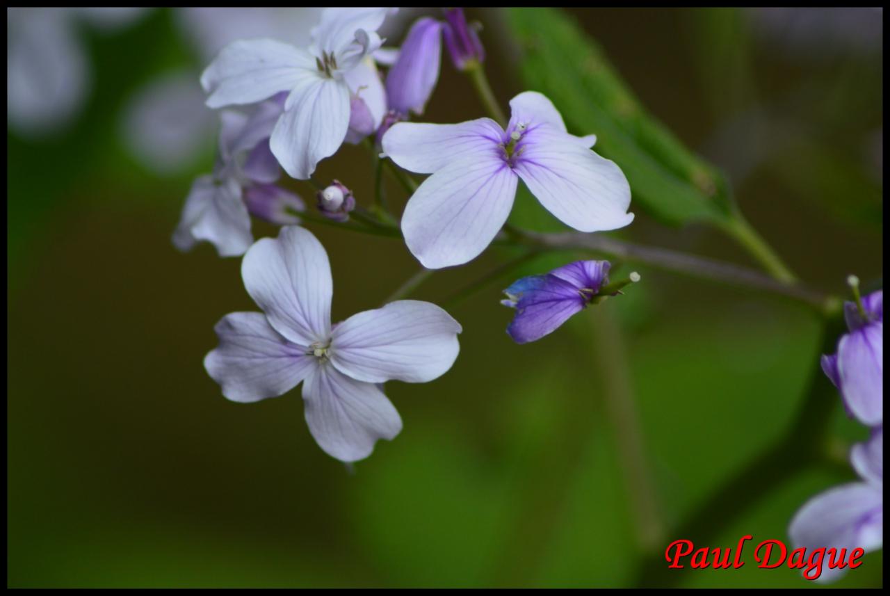 lunaire vivace-lunaria rediviva-brassicacée