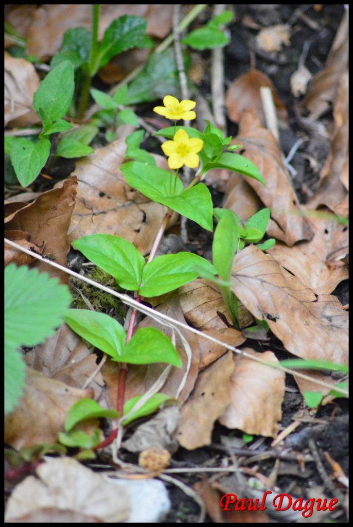 lysimaque des bois-lysimachia nemorum-primulacée