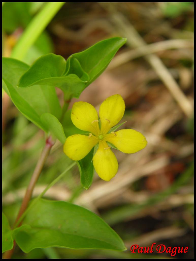 lysimaque des bois-lysimachia nemorum-primulacée