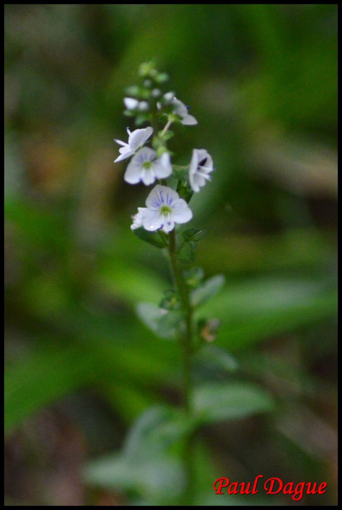 325-veronique à feuilles de serpolet-veronica serpyllifolia-scrophu