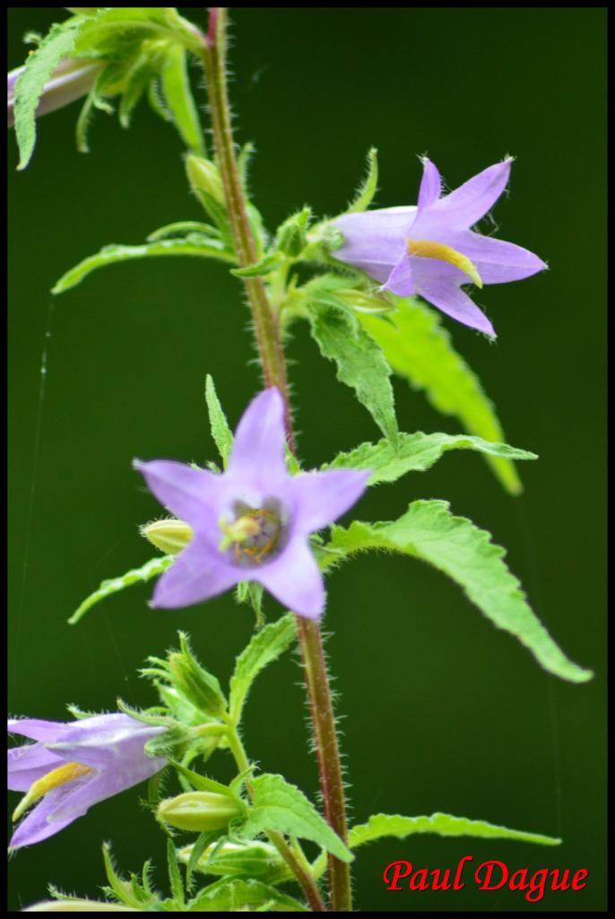 campanule fausse raiponce- campanula rapunculoides -campanulacée