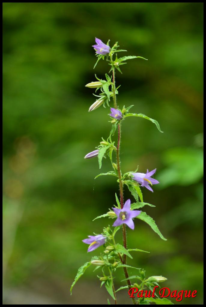 campanule fausse raiponce- campanula rapunculoides -campanulacée