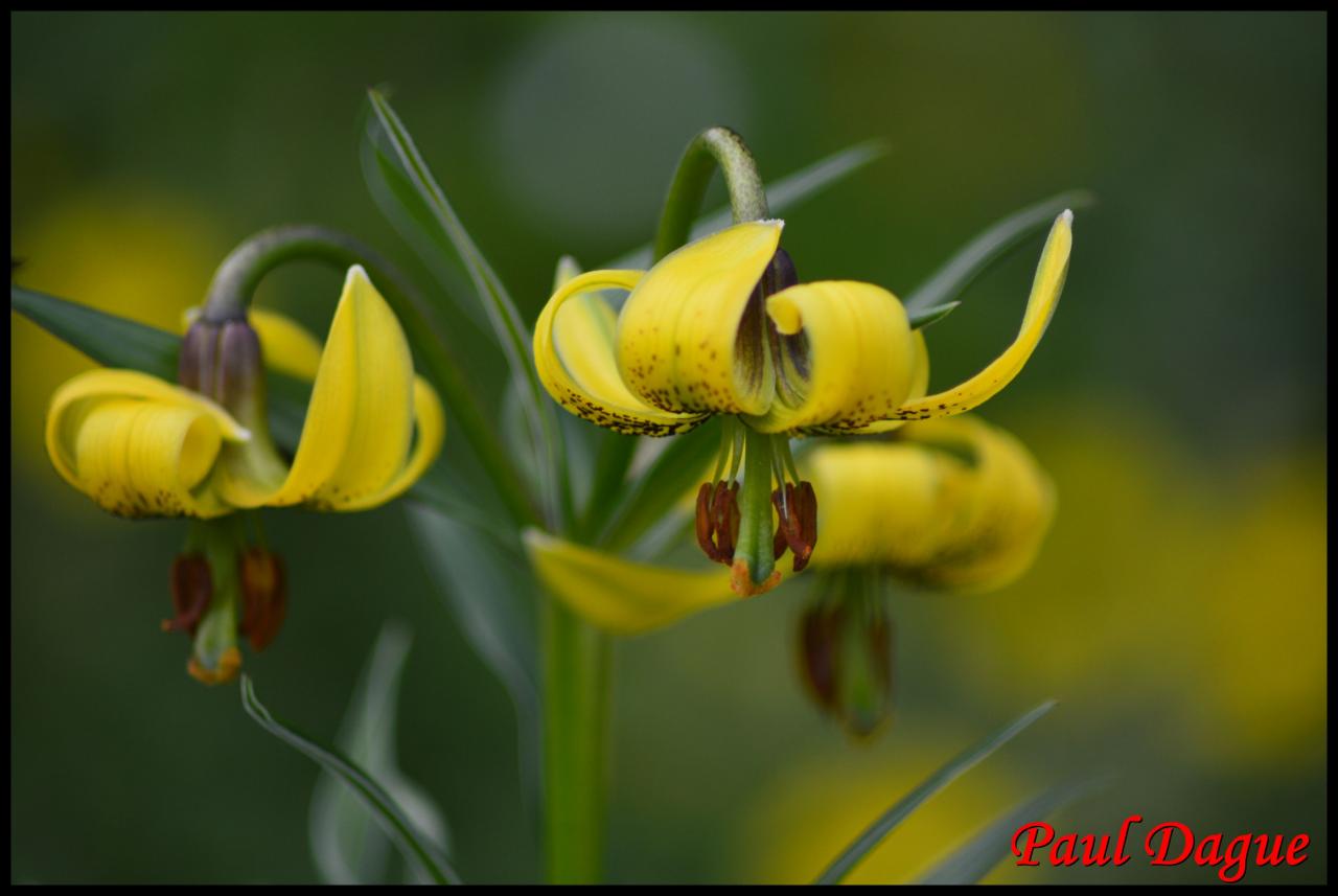 lis des pyrénées-lilium pyrenaîcum-liliacée