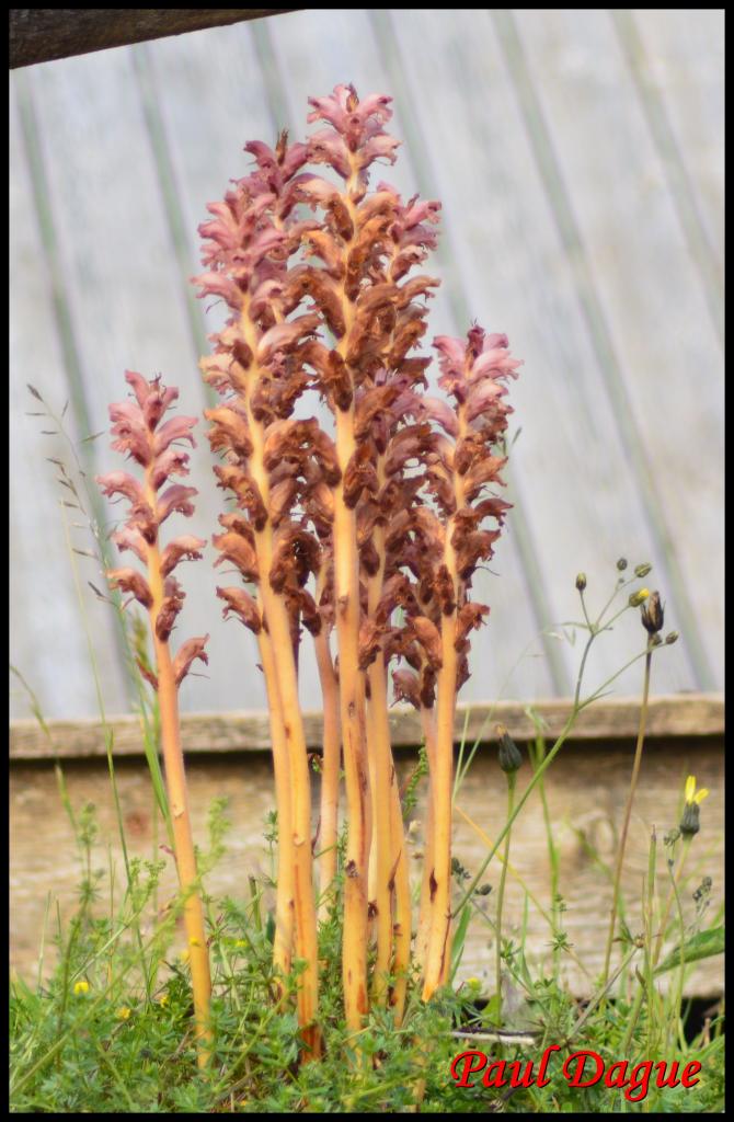 orobanche du genet-orobanche rapum genistae-orobanchacée