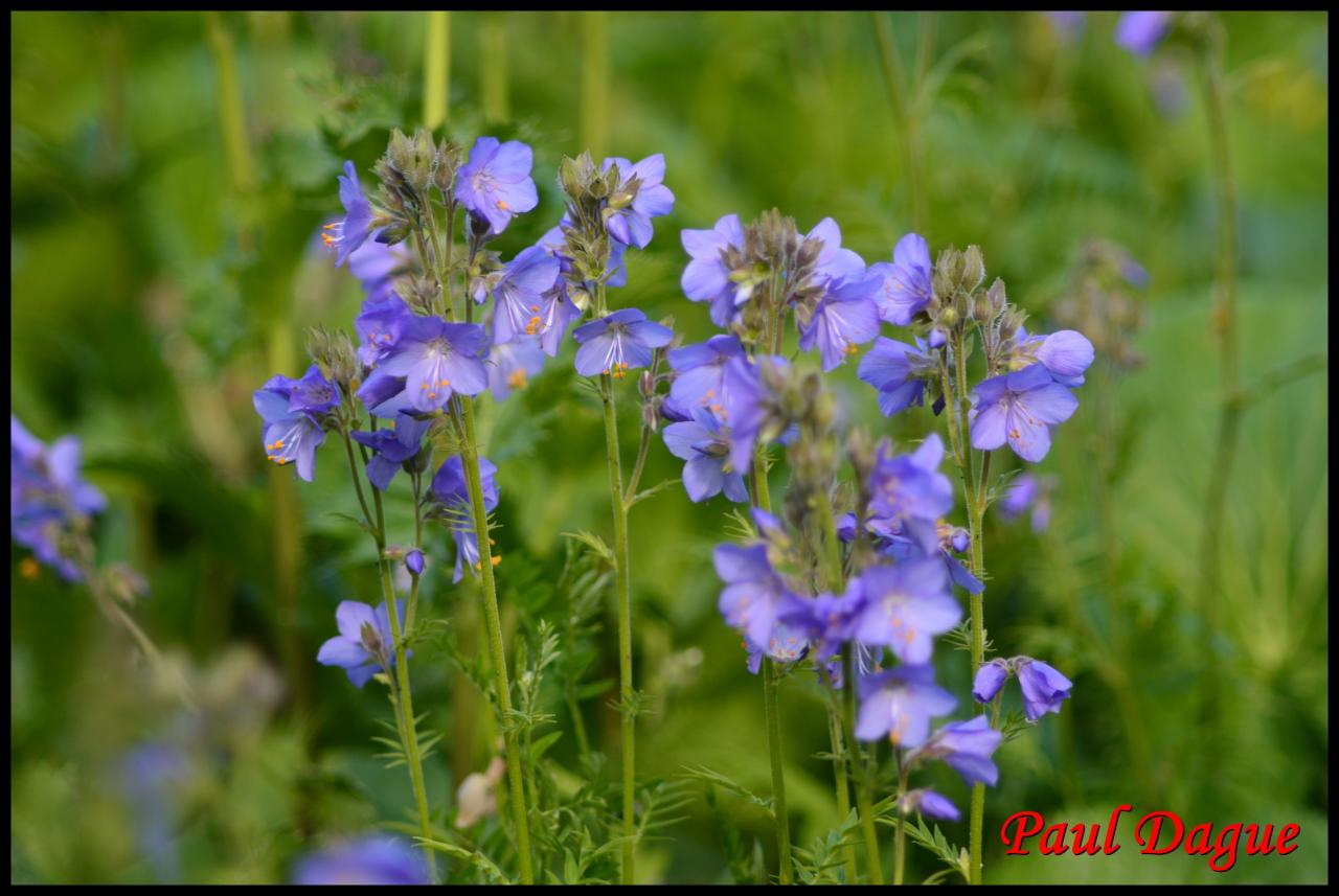 polemoine bleue-polemonium caeruleum-polemoniacée