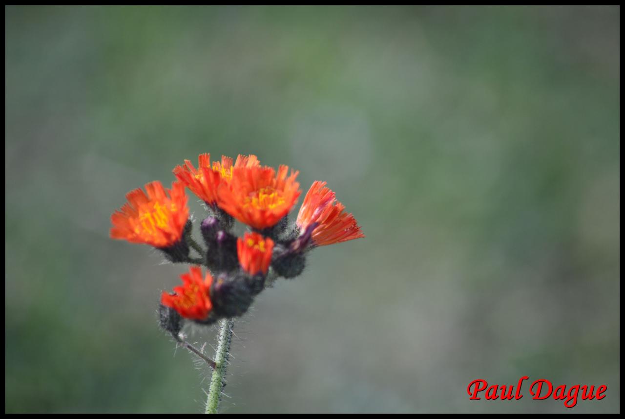 épervière orangée-hieracium aurantianum-astéracée (2)