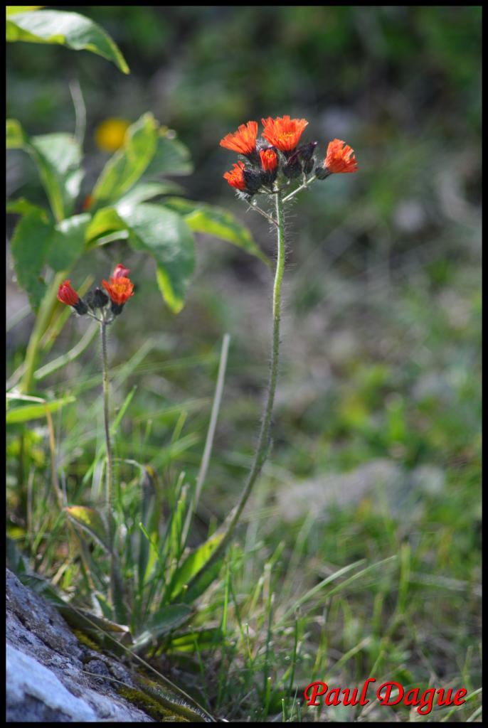 épervière orangée-hieracium aurantianum-astéracée